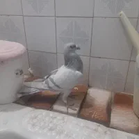 کفتر|حیوانات|مرودشت, تامین اجتماعی|دیوار