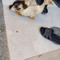 دوتااردک زیباوجوان