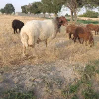 بره قوچ