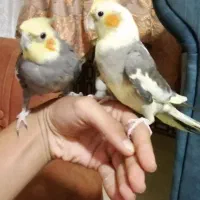 عروس هلندی