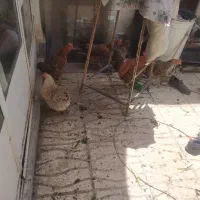 فروش مرغ و خروس