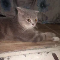 گربه|گربه|رباطکریم, انجم آباد|دیوار