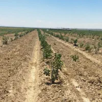 درخت|گل و گیاه طبیعی|نیشابور, فردوسی جنوبی|دیوار