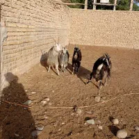 گوسفند بز ومیش