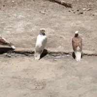 کبوتر