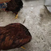 جوجه سه ماهه