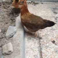 فروش مرغ
