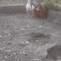 جوجه ۳ماهه