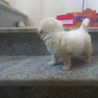 توله پاپی