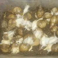 حلزون|خزنده|شاهرود, |دیوار