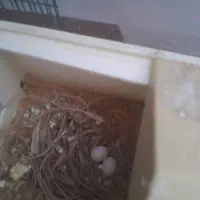 یک جفت گلوبریده