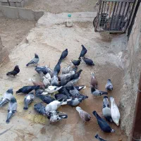 کفتر فروشی درحد