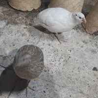 بلدرچین ۵۰ روزه