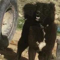 واگذاری سگ ماده قهدریجانی