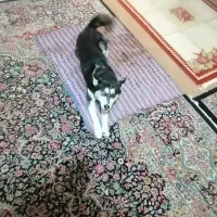 سگ هاسکی|سگ|جیرفت, |دیوار