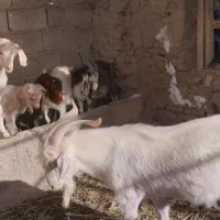 فروش کهره نر