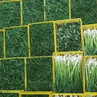سبزیجات تک