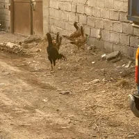 تخم نطفه دارلاری ترک