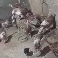 بوقلمون ماده