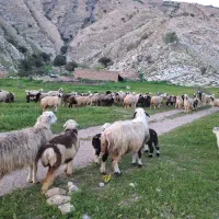 فروش ۴۰ راس میش ترکی