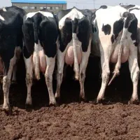 گاو شیری صنعتی جوان شکم اول و دوم