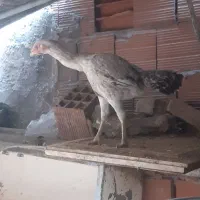 مرغ لاری جوان