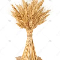 خوشه جو برای دام