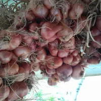 پیازقرمز