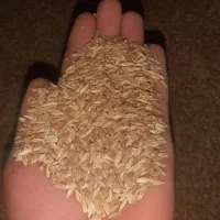 گندم و جو تمیز تمیز