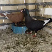 کفتر