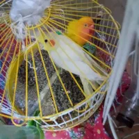 مرغ عشق و طوطی برزیلی