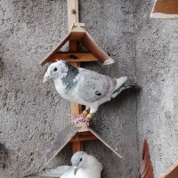 سادهاده هفت رنگ و سینه  در مشهد|پرنده|مشهد, هفت تیر (نه دره)|دیوار