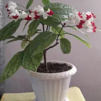 گل نایاب معین التجار