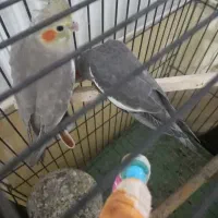 جفت عروس هلندی با جوجه