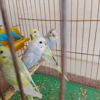 دو جفت مرغ عشق رینبو