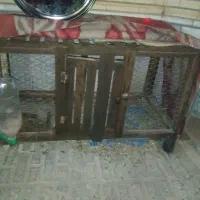 قفس جوجه پرون