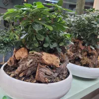 گل بن سای