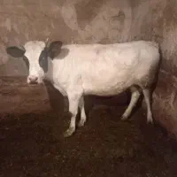 گوساله ماده