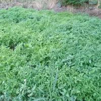 نشاء گوجه شیشه‌یی