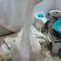 قوقاز  درجه یک اوکراینی
