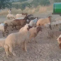 یک راس شک ورن ۱۴ماهه سنجاوی اصل