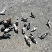 کبوتر ساعتی تضمینی