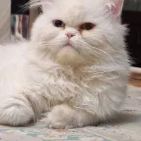 فروش گربه نر