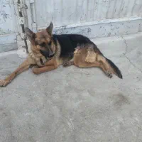سگ ژرمن(نر)