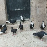 فروش ده عددکبوتر.
