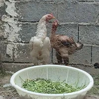خروس لاری