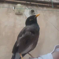 گمشده