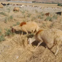 ۷۵راس گوسفند داشتی درجه یک جووان
