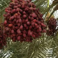 شادگان