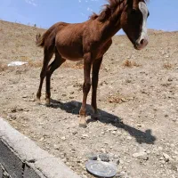 مادیون